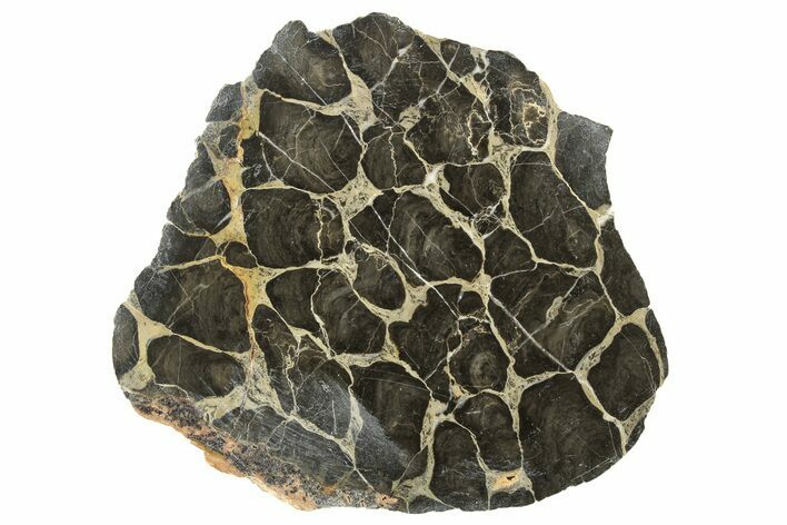 Polished Linella Avis Stromatolite Slab - Million Years #243154